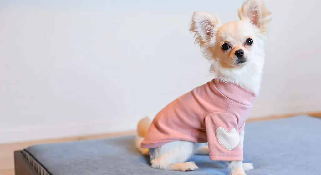 愛犬と泊まれるお部屋