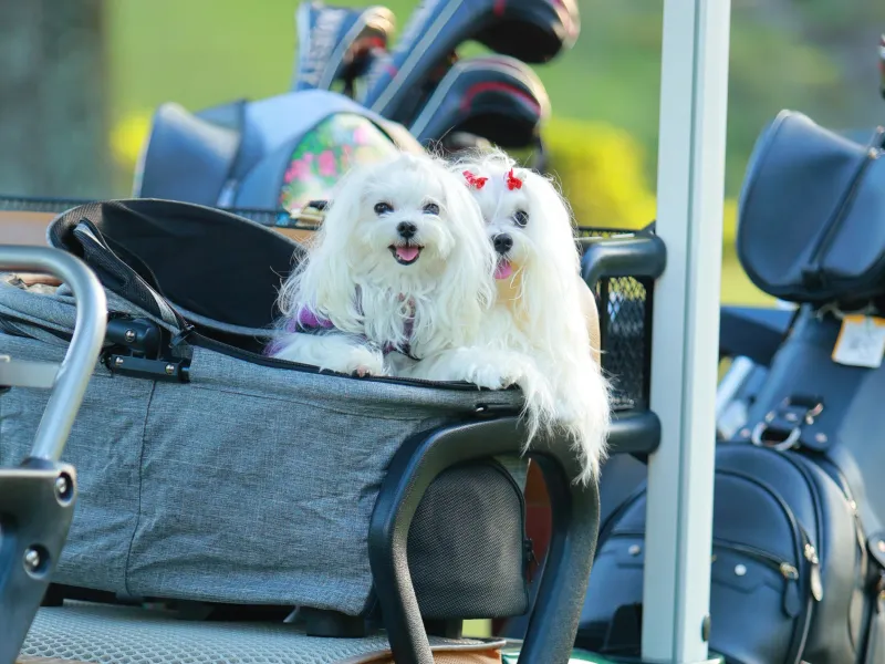 ゴルフカートと犬