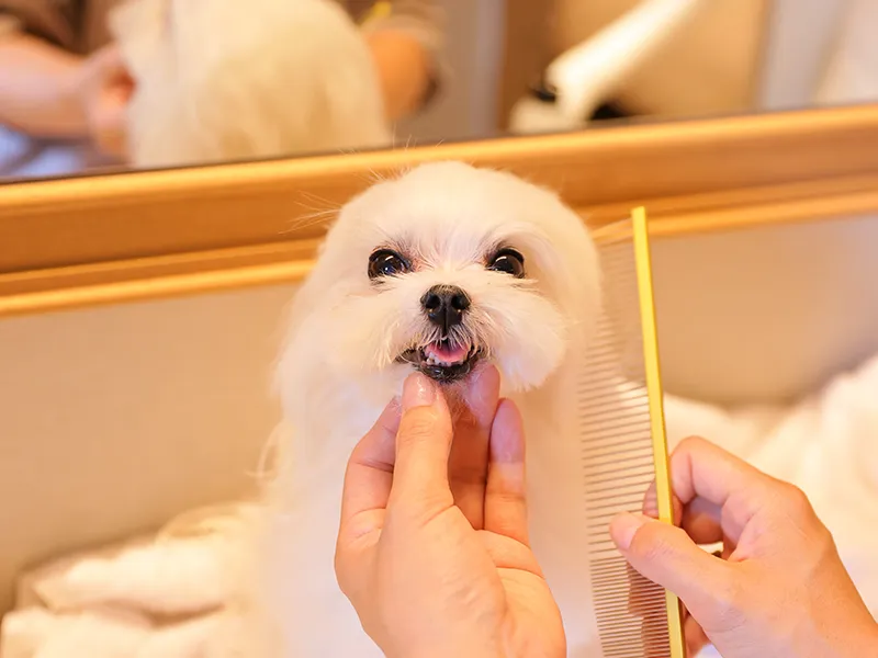 ドライヤーされている犬