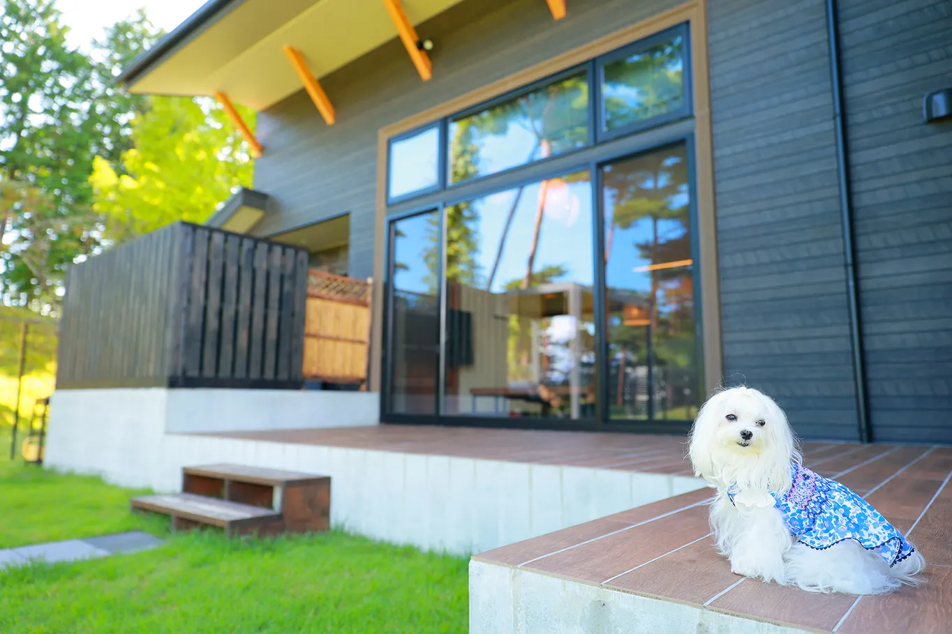 ヴィラの部屋の外にいる犬