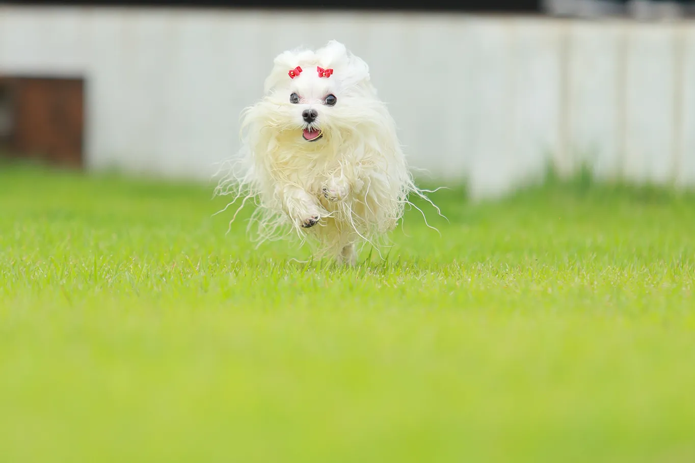 ヴィラの部屋の外にいる犬