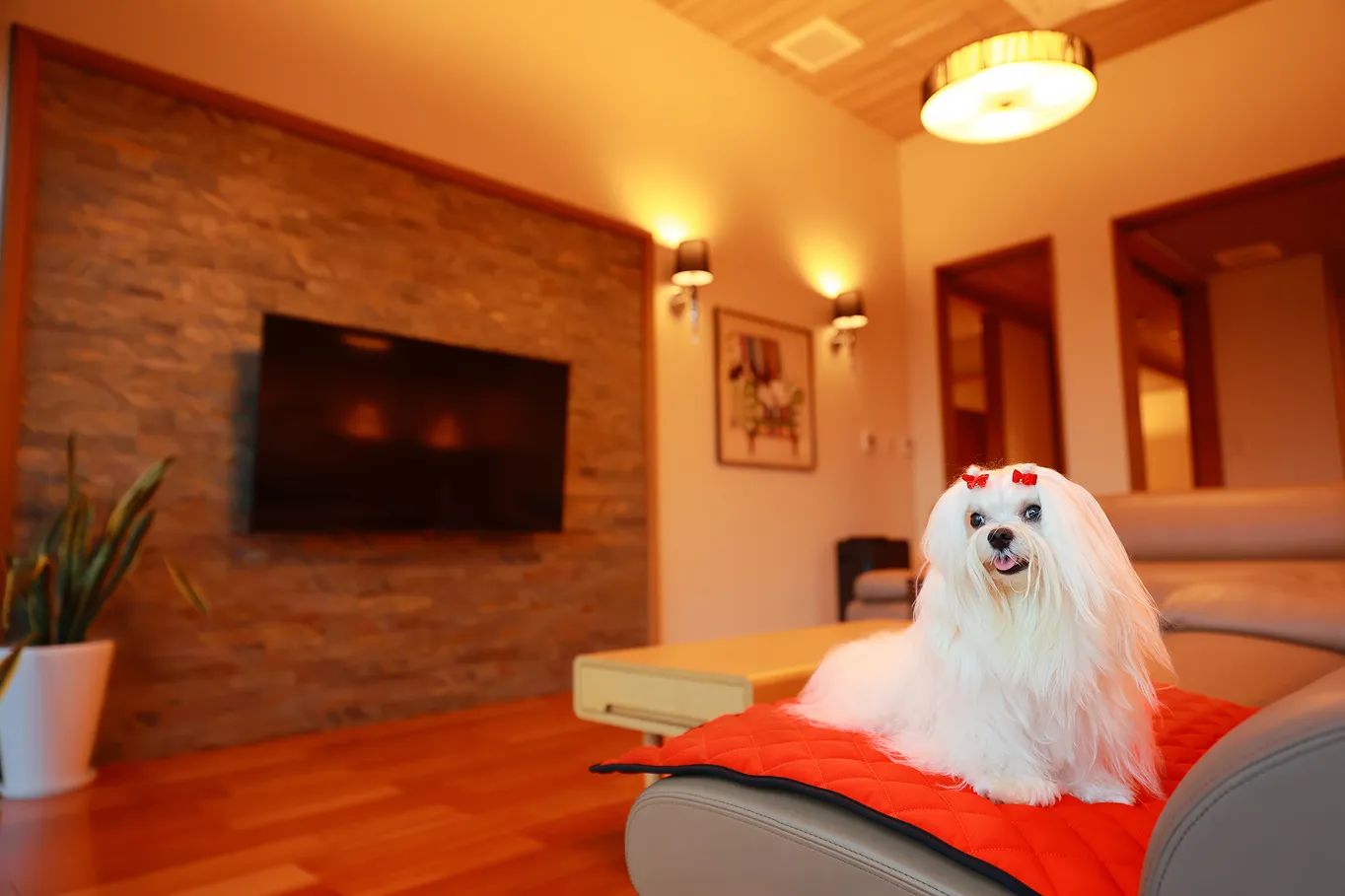 ヴィラの部屋の中にいる犬